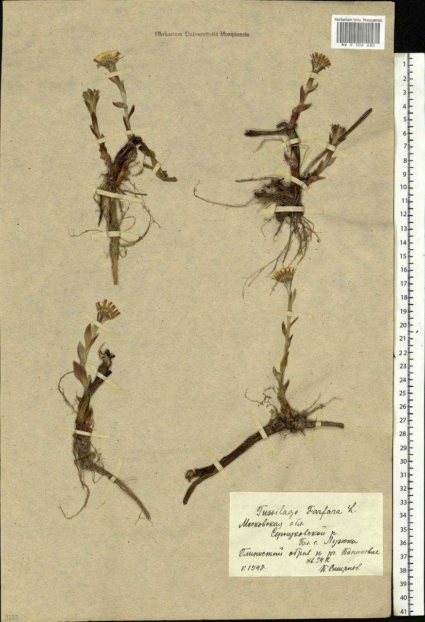 Tussilago farfara L., Eastern Europe, Moscow region (E4a) (Russia)