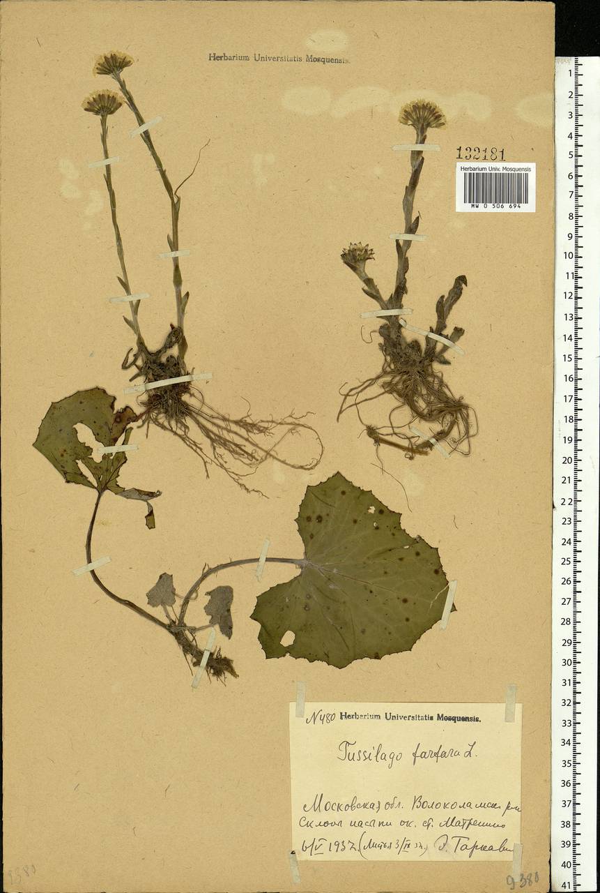 Tussilago farfara L., Eastern Europe, Moscow region (E4a) (Russia)