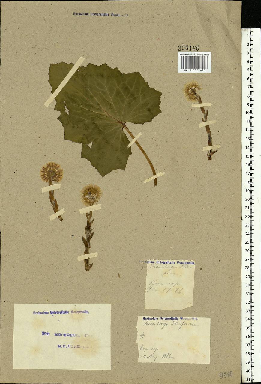 Tussilago farfara L., Eastern Europe, Moscow region (E4a) (Russia)