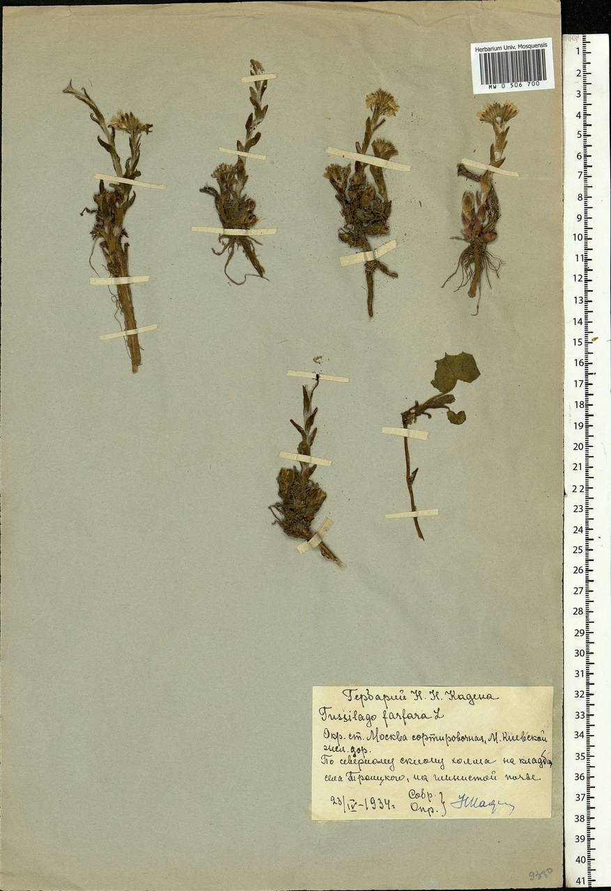 Tussilago farfara L., Eastern Europe, Moscow region (E4a) (Russia)