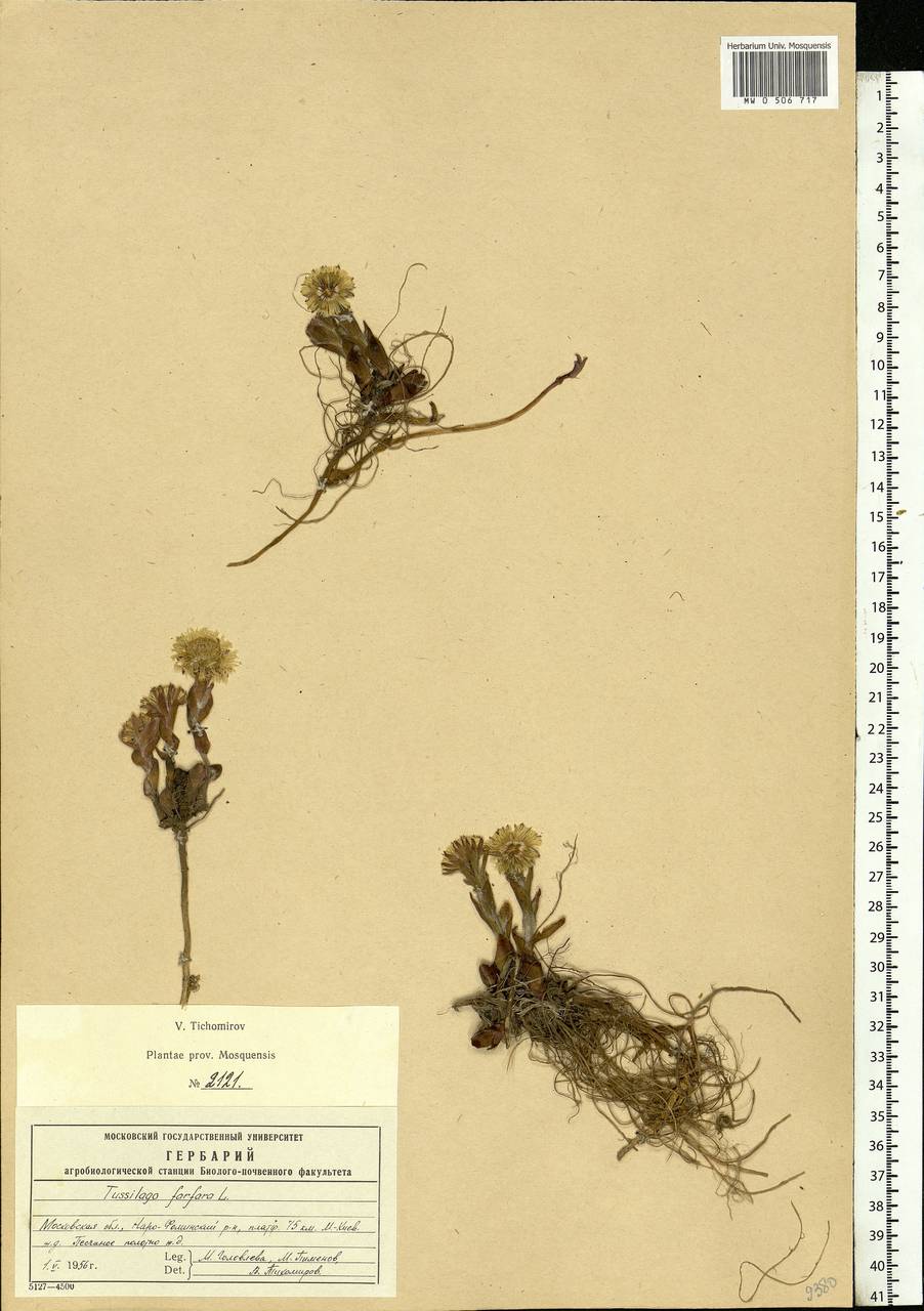 Tussilago farfara L., Eastern Europe, Moscow region (E4a) (Russia)