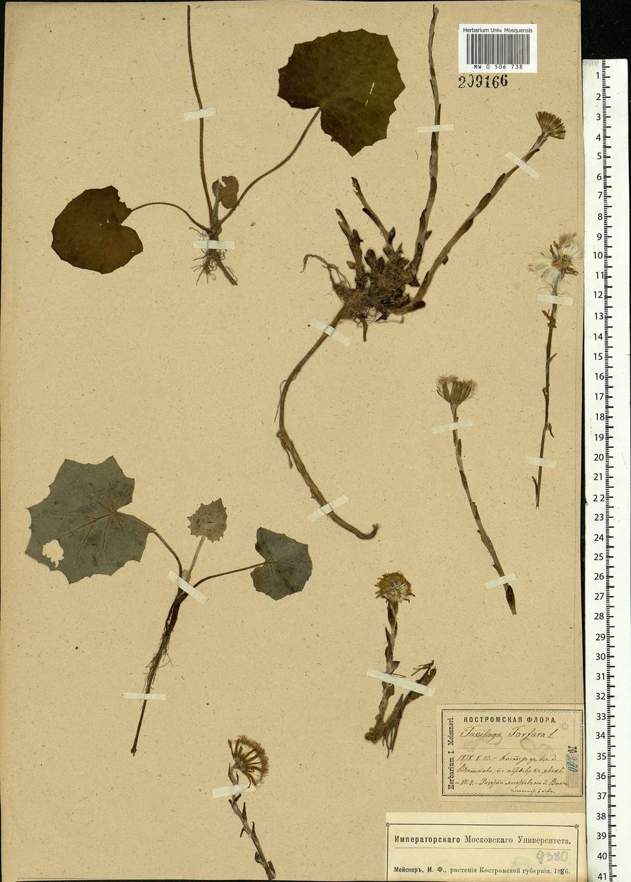 Tussilago farfara L., Eastern Europe, Central forest region (E5) (Russia)