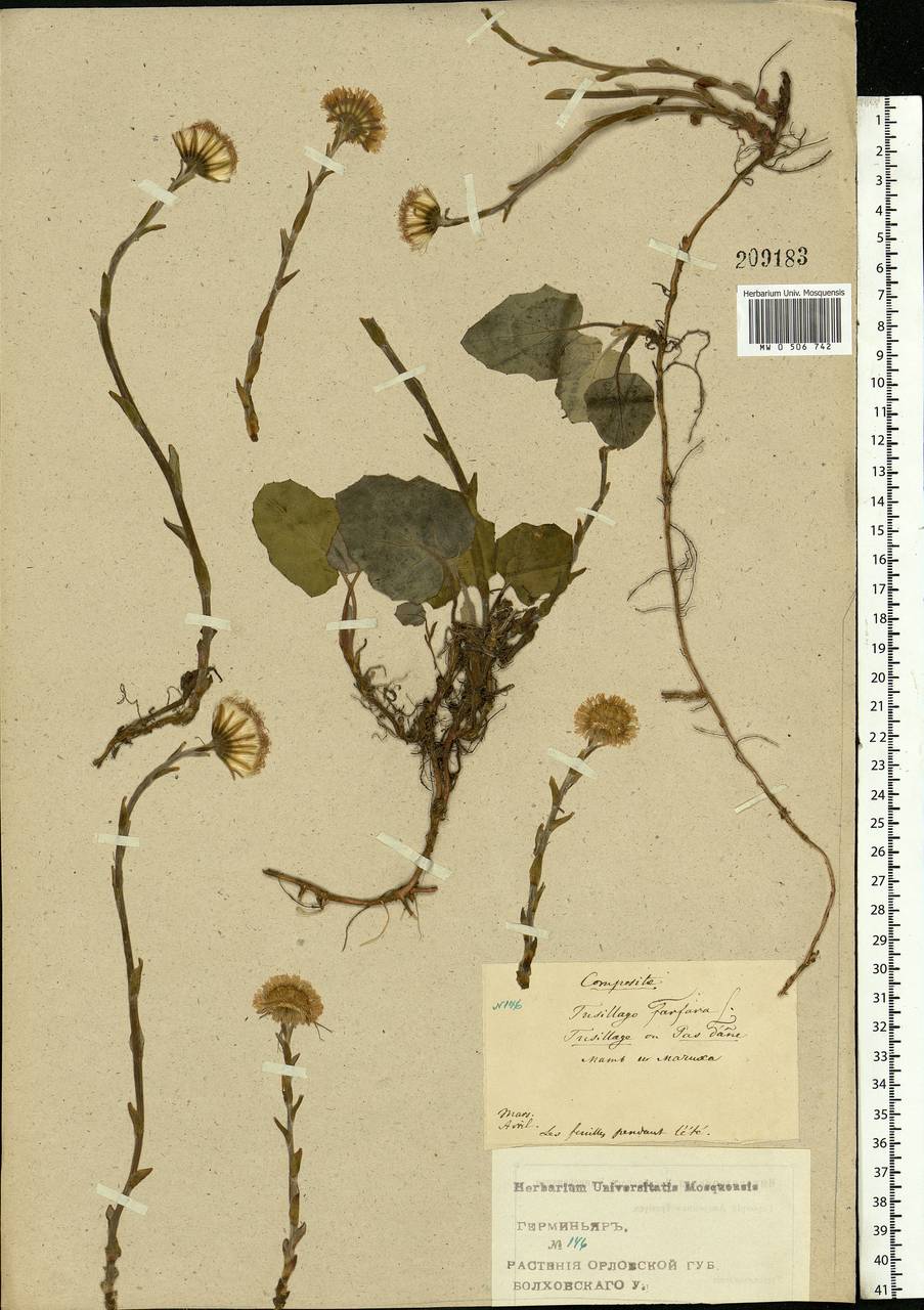 Tussilago farfara L., Eastern Europe, Central forest-and-steppe region (E6) (Russia)