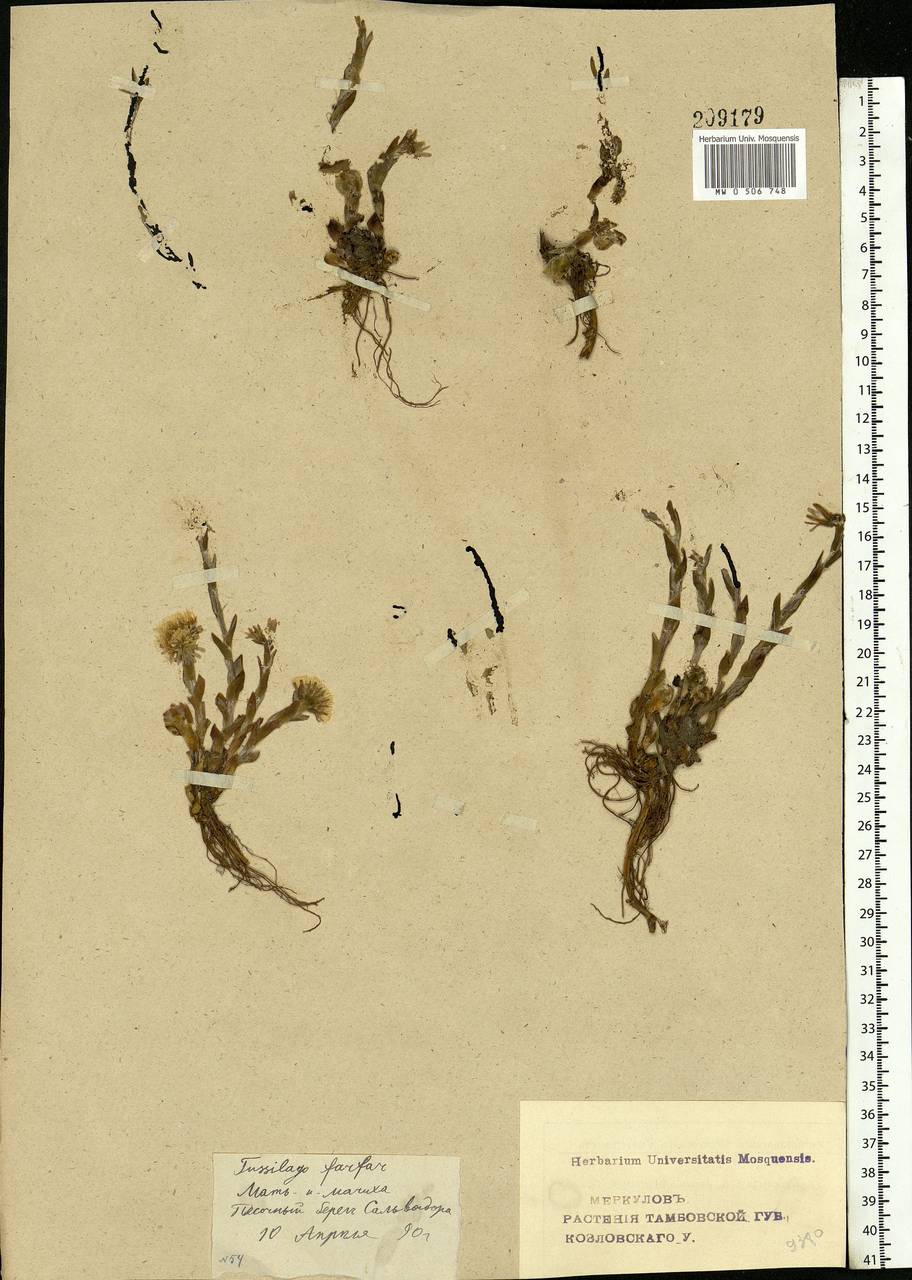 Tussilago farfara L., Eastern Europe, Central forest-and-steppe region (E6) (Russia)