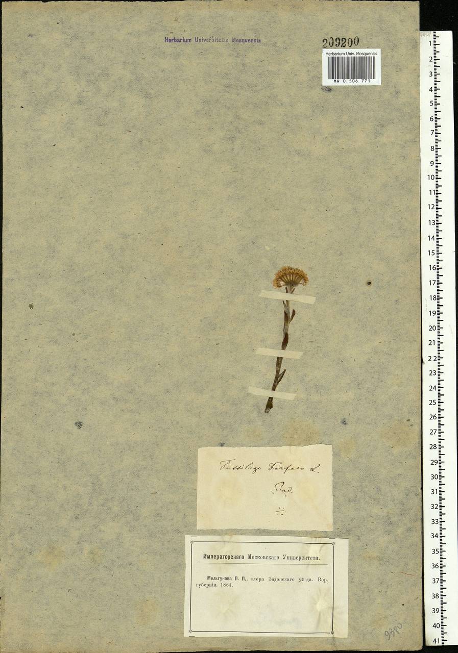 Tussilago farfara L., Eastern Europe, Central forest-and-steppe region (E6) (Russia)