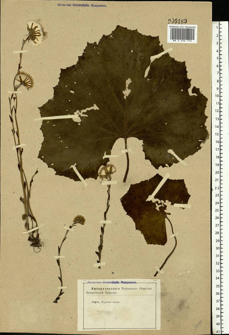 Tussilago farfara L., Eastern Europe, Central forest-and-steppe region (E6) (Russia)