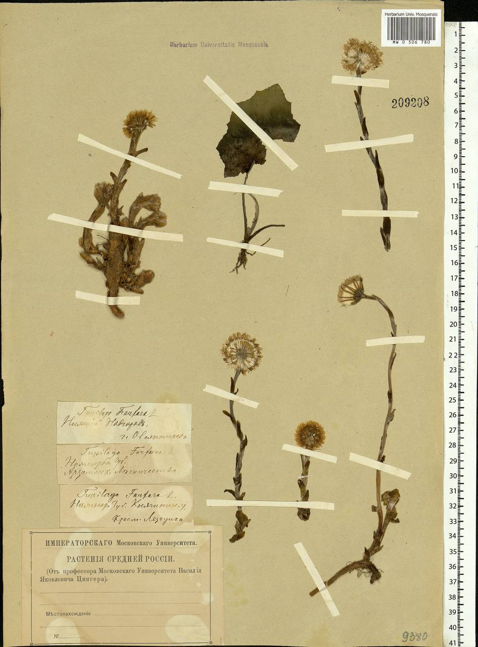 Tussilago farfara L., Eastern Europe, Volga-Kama region (E7) (Russia)