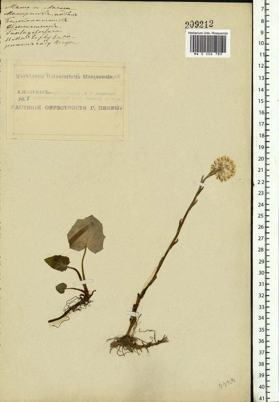 Tussilago farfara L., Eastern Europe, Middle Volga region (E8) (Russia)