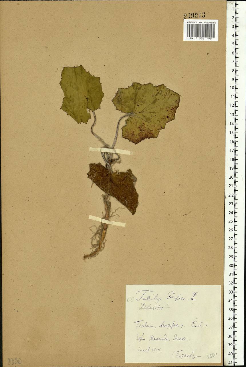 Tussilago farfara L., Eastern Europe, Middle Volga region (E8) (Russia)