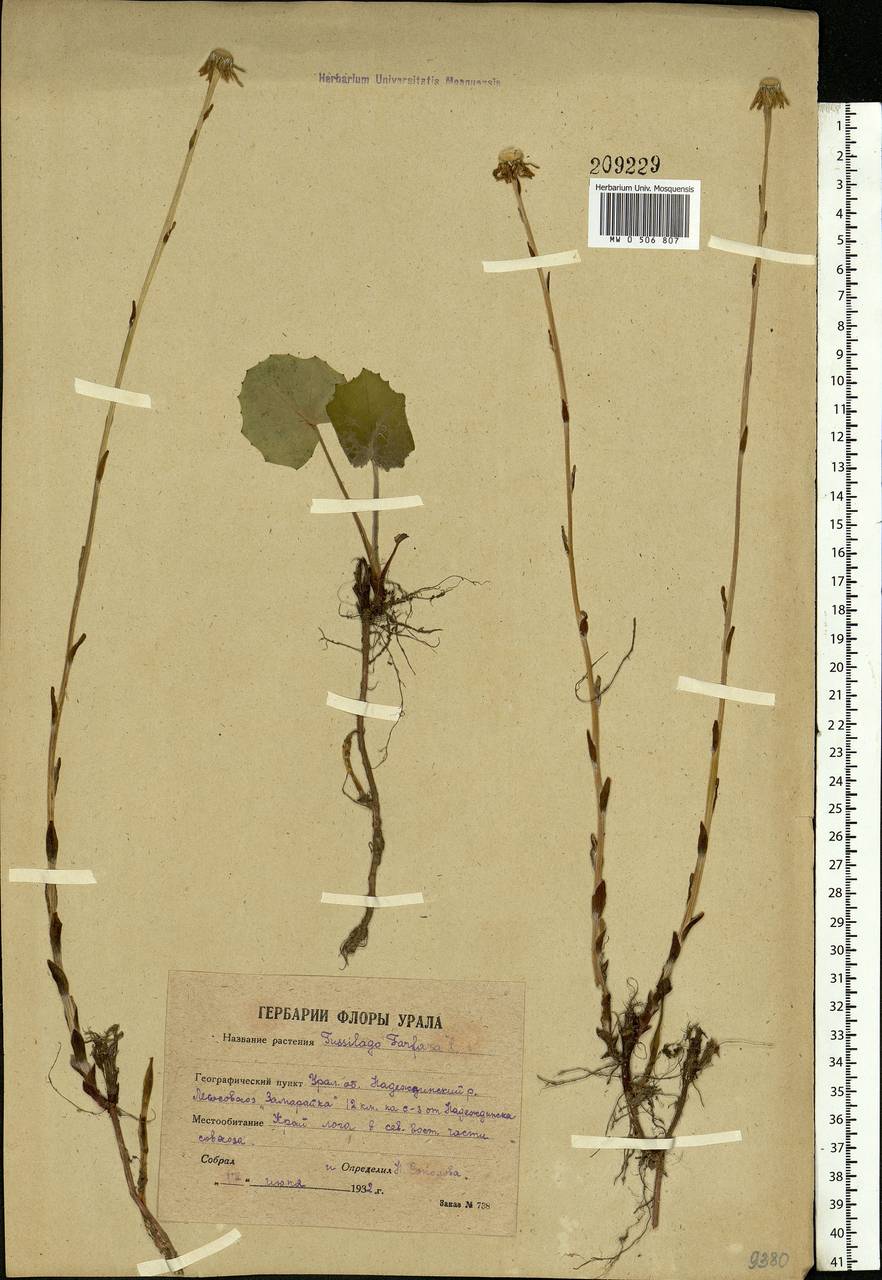 Tussilago farfara L., Eastern Europe, Eastern region (E10) (Russia)