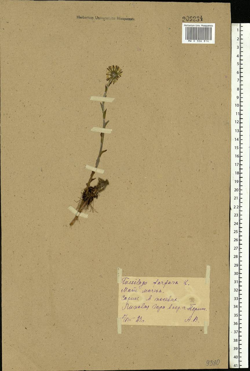 Tussilago farfara L., Eastern Europe, Eastern region (E10) (Russia)