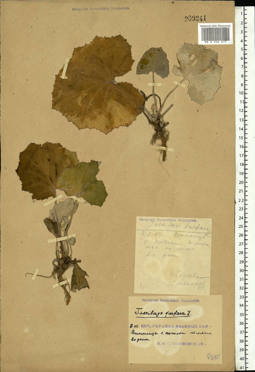 Tussilago farfara L., Eastern Europe, South Ukrainian region (E12) (Ukraine)