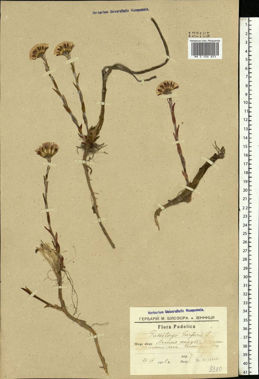 Tussilago farfara L., Eastern Europe, South Ukrainian region (E12) (Ukraine)