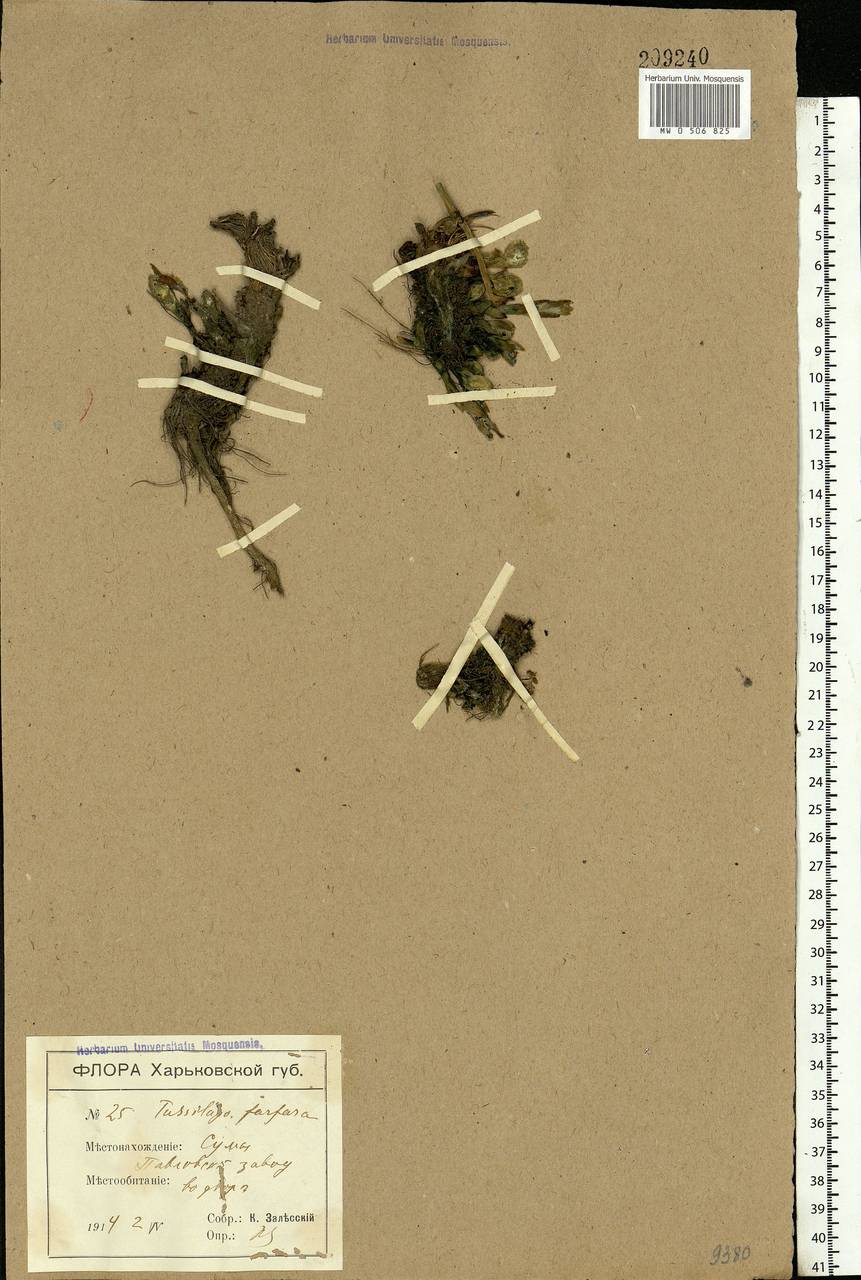 Tussilago farfara L., Eastern Europe, North Ukrainian region (E11) (Ukraine)