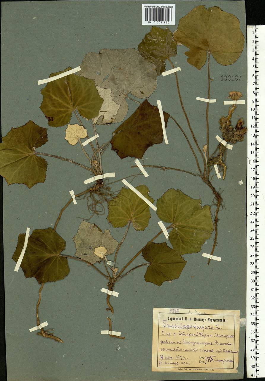 Tussilago farfara L., Eastern Europe, South Ukrainian region (E12) (Ukraine)