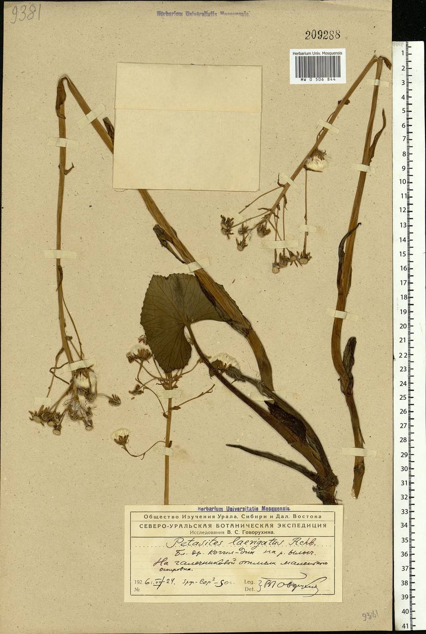 Petasites radiatus (J. F. Gmel.) J. Toman, Eastern Europe, Northern region (E1) (Russia)