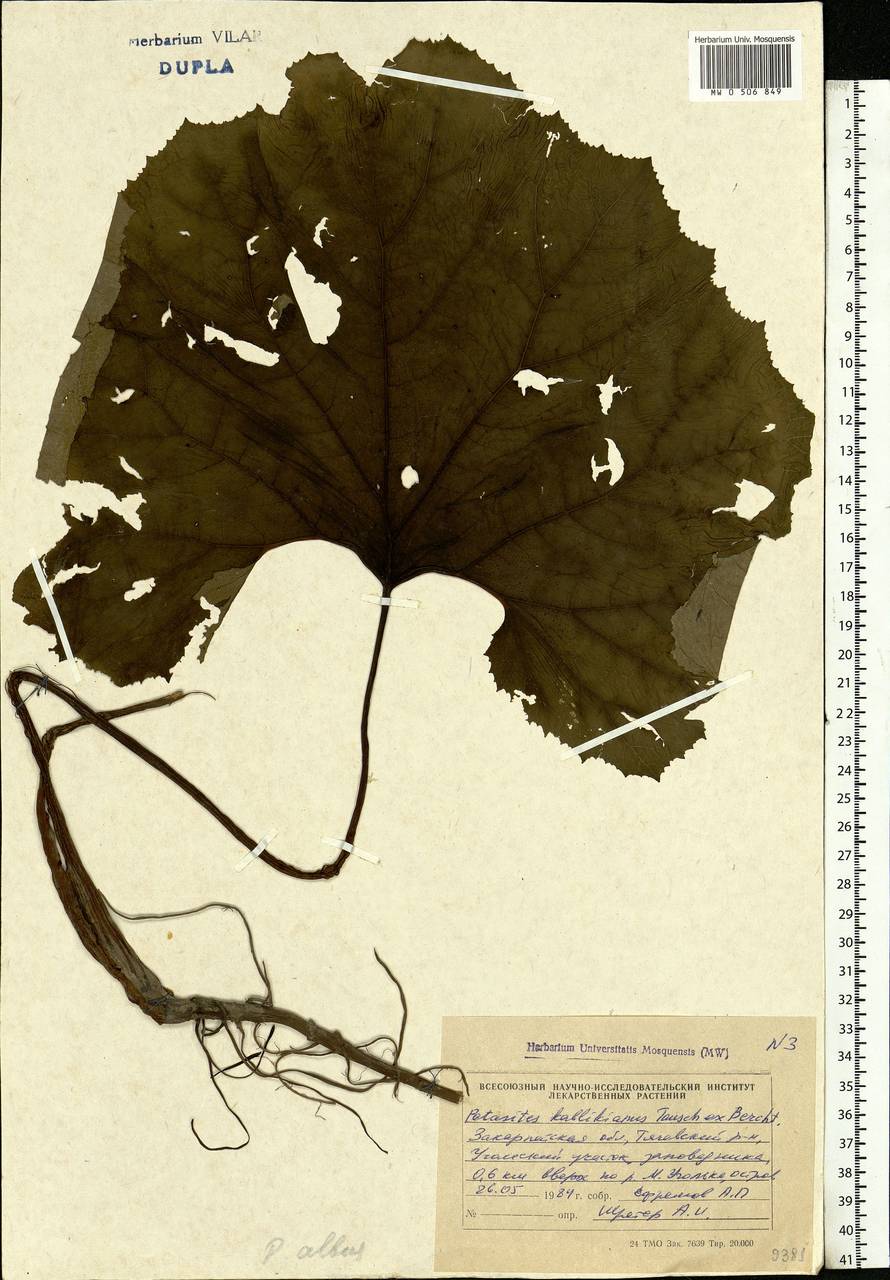 Petasites albus (L.) Gaertn., Eastern Europe, West Ukrainian region (E13) (Ukraine)