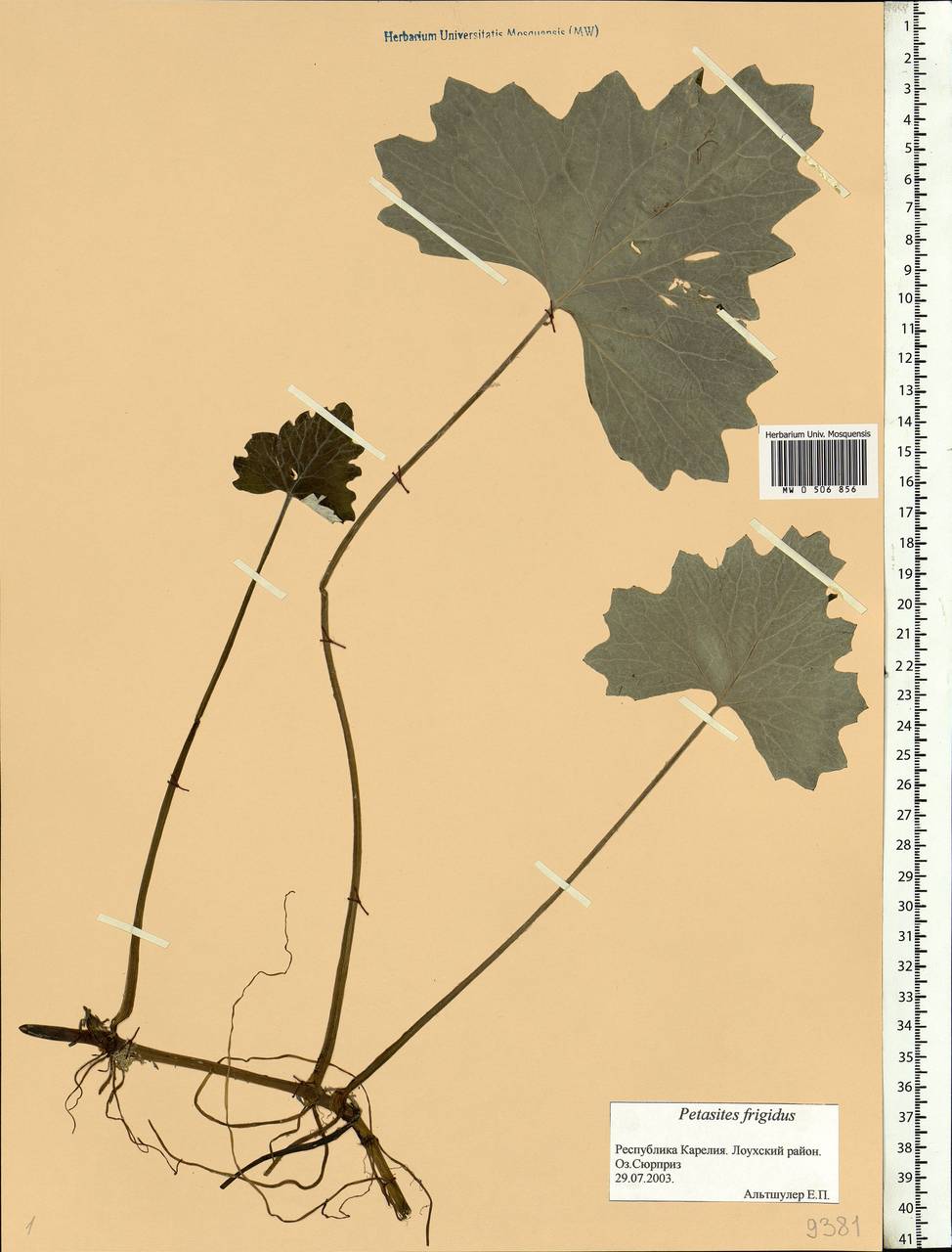 Petasites frigidus (L.) Fr., Eastern Europe, Northern region (E1) (Russia)