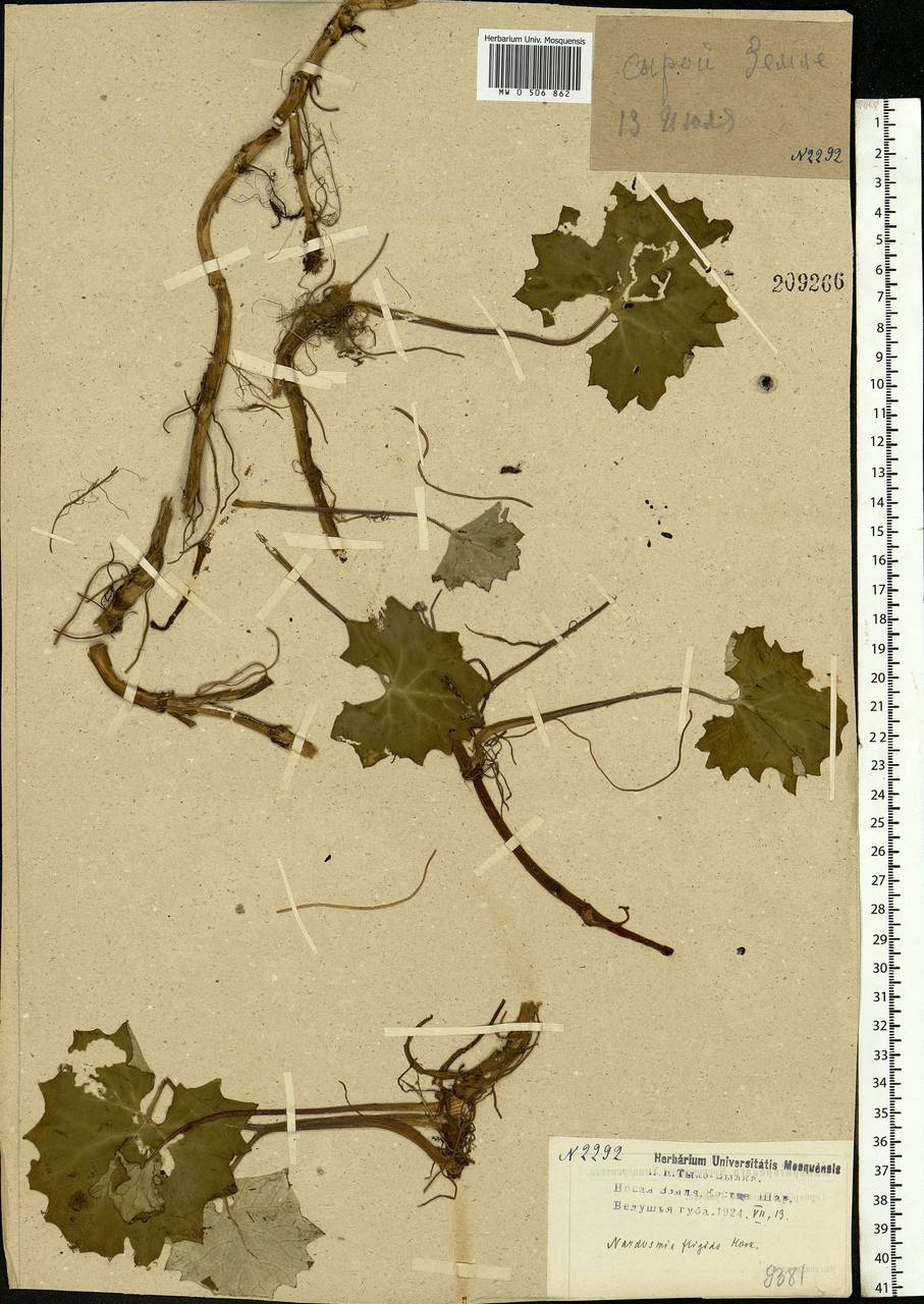 Petasites frigidus (L.) Fr., Eastern Europe, Northern region (E1) (Russia)