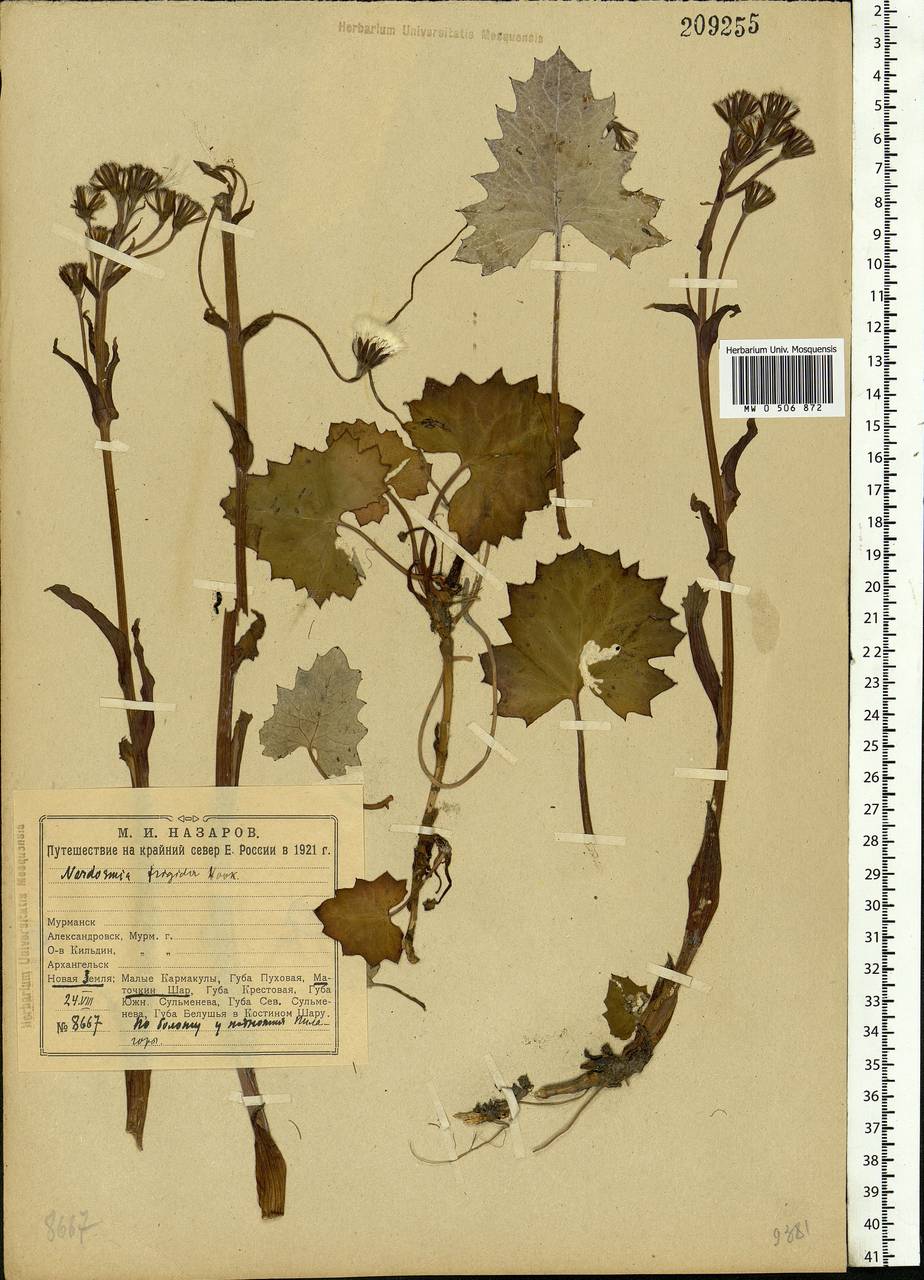 Petasites frigidus (L.) Fr., Eastern Europe, Northern region (E1) (Russia)