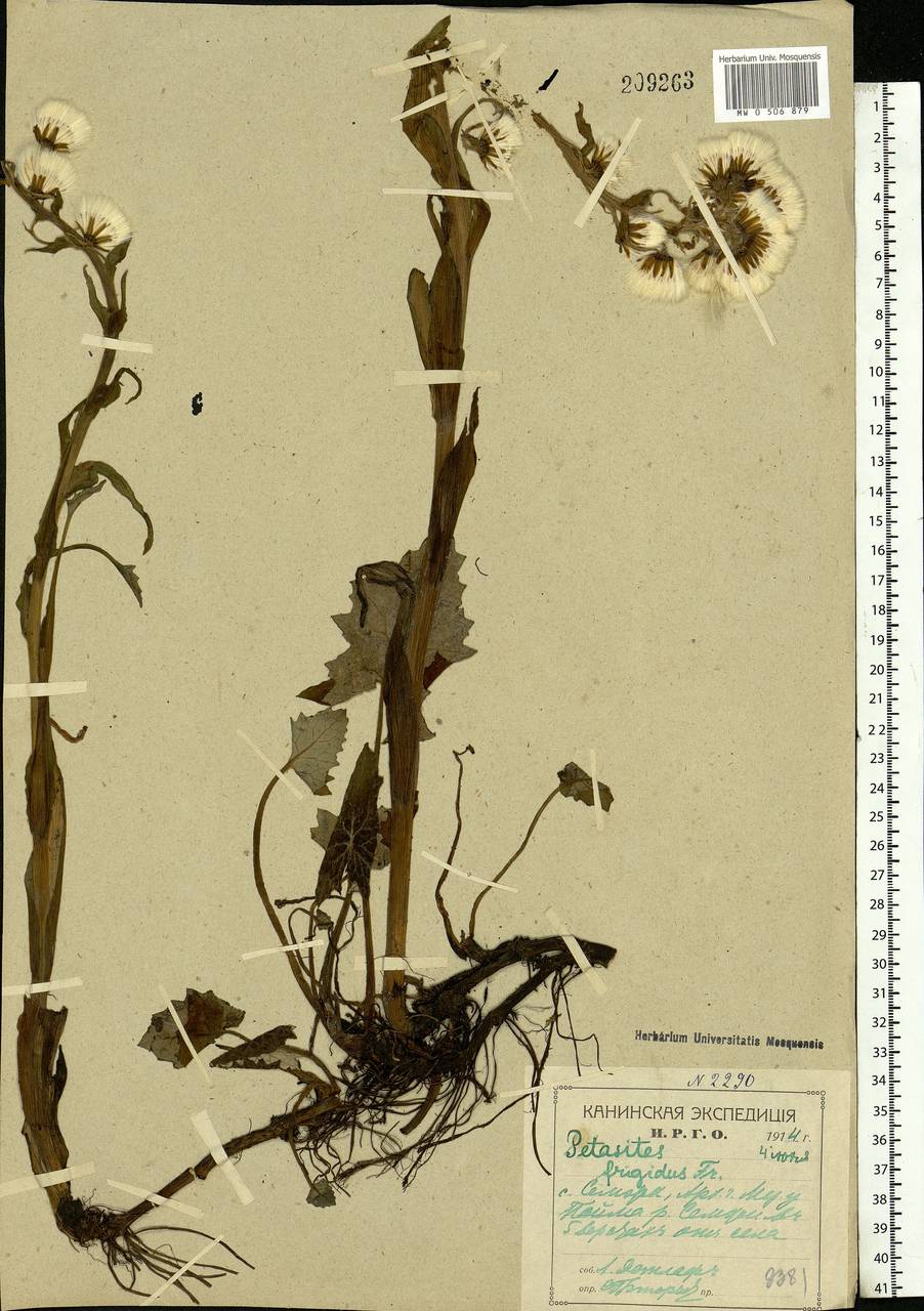 Petasites frigidus (L.) Fr., Eastern Europe, Northern region (E1) (Russia)