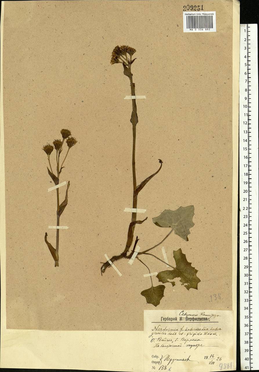 Petasites frigidus (L.) Fr., Eastern Europe, Northern region (E1) (Russia)