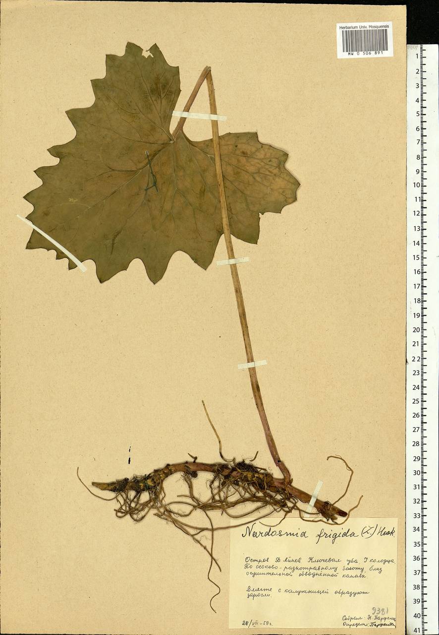 Petasites frigidus (L.) Fr., Eastern Europe, Northern region (E1) (Russia)