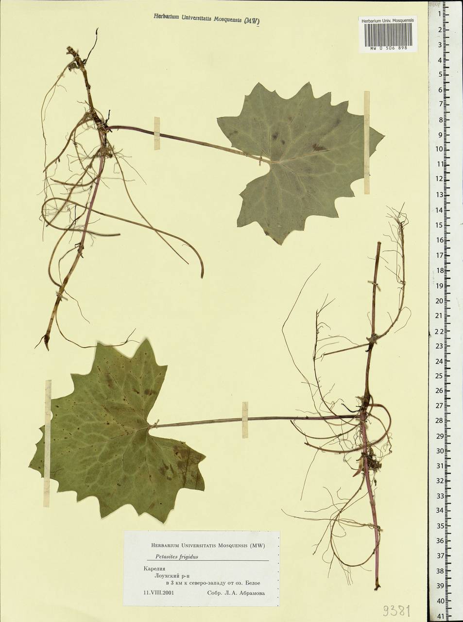 Petasites frigidus (L.) Fr., Eastern Europe, Northern region (E1) (Russia)