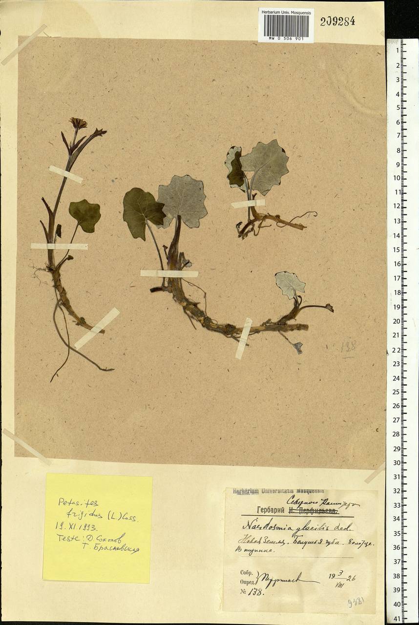 Petasites frigidus (L.) Fr., Eastern Europe, Northern region (E1) (Russia)