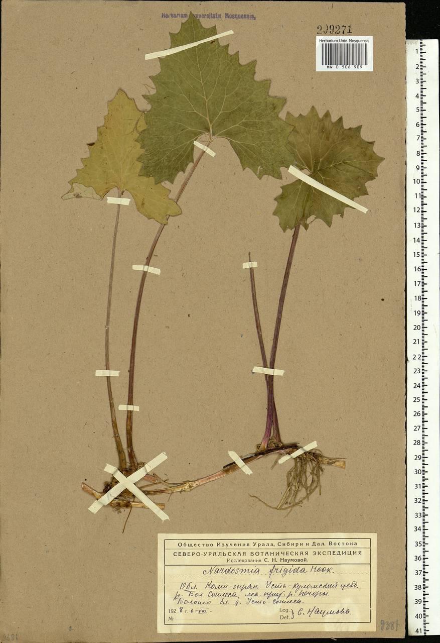 Petasites frigidus (L.) Fr., Eastern Europe, Northern region (E1) (Russia)