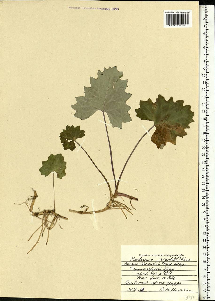 Petasites frigidus (L.) Fr., Siberia, Western Siberia (S1) (Russia)