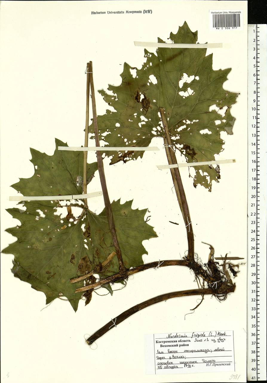 Petasites frigidus (L.) Fr., Eastern Europe, Central forest region (E5) (Russia)