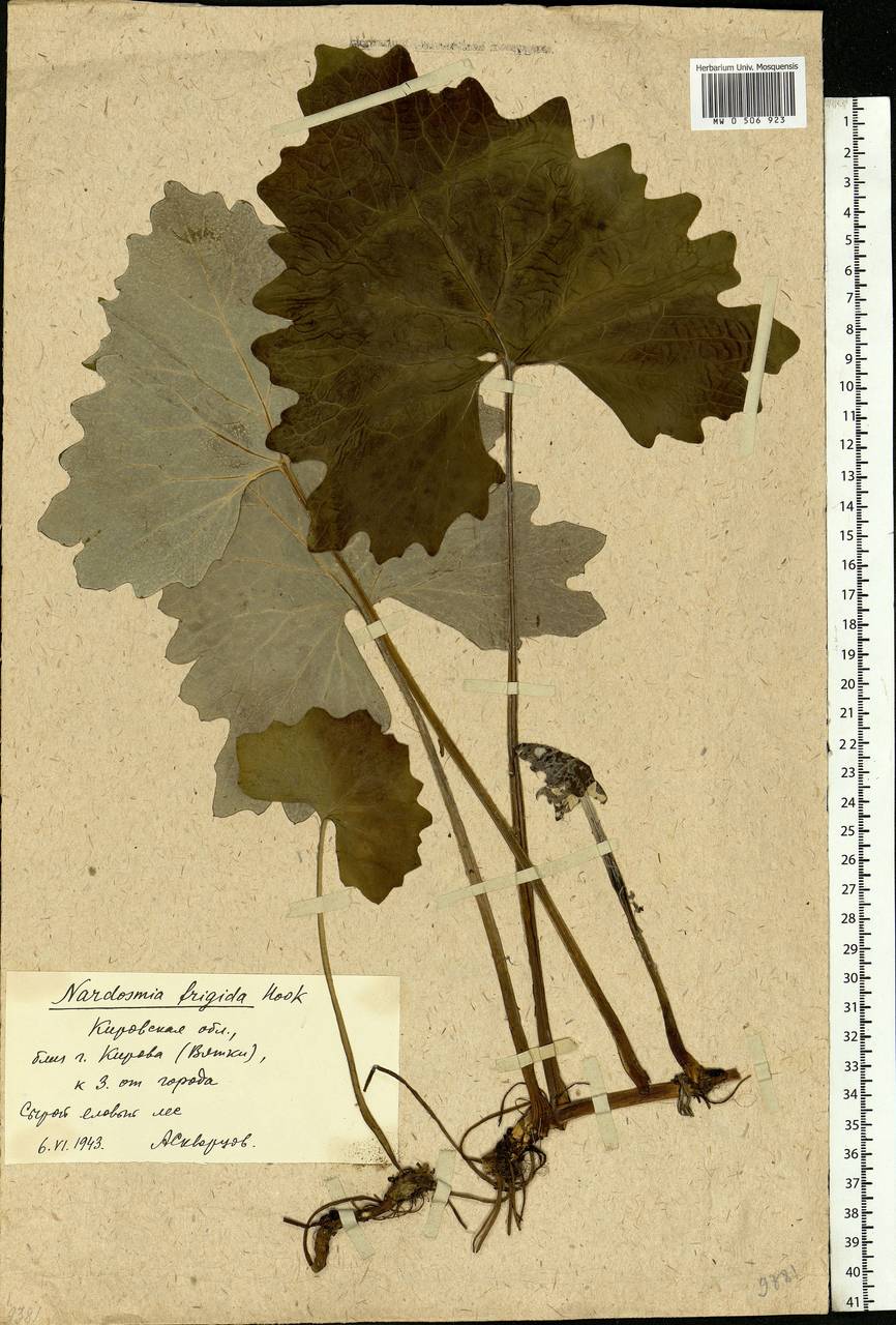 Petasites frigidus (L.) Fr., Eastern Europe, Volga-Kama region (E7) (Russia)