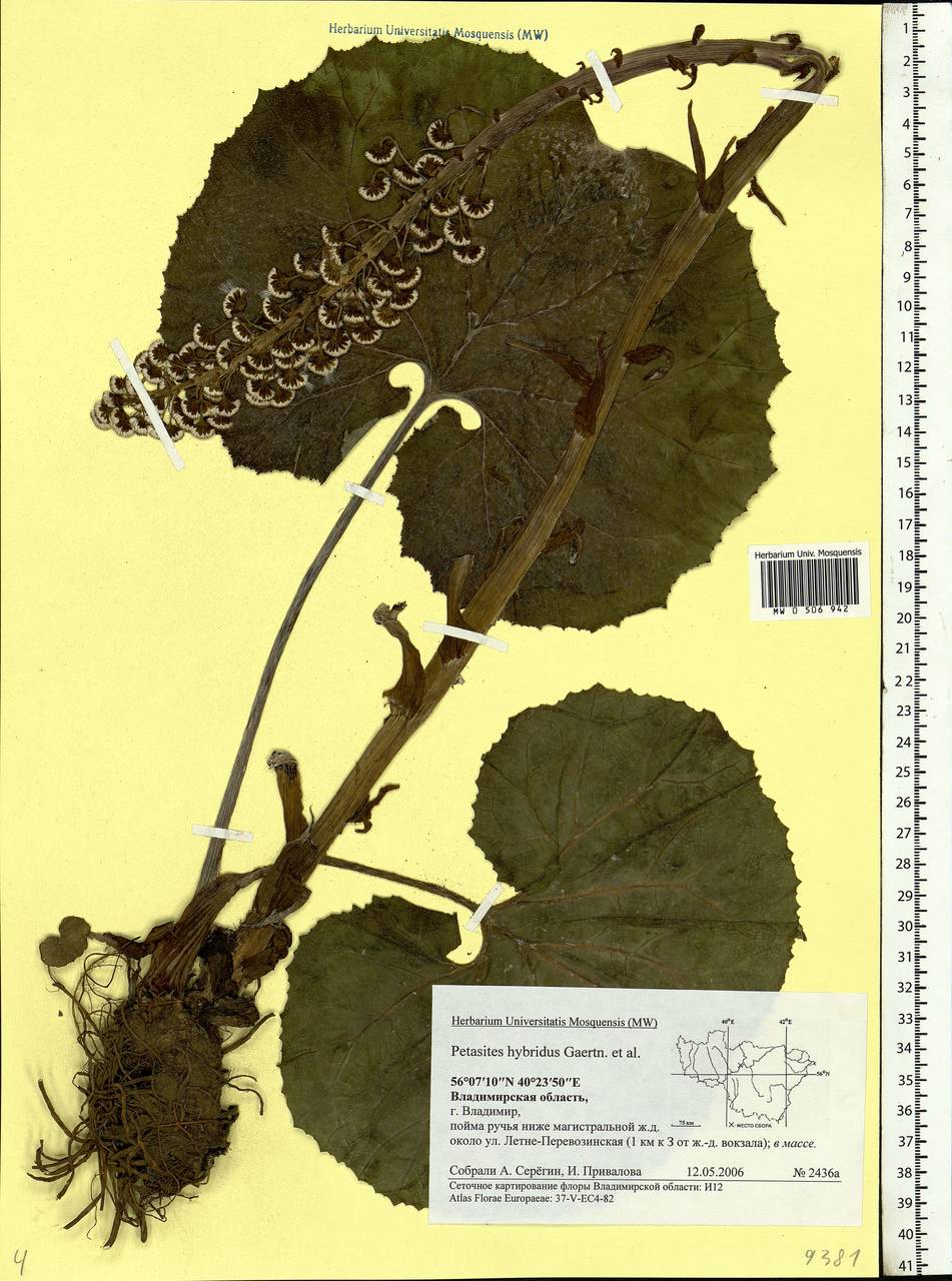 Petasites hybridus (L.) G. Gaertn., B. Mey. & Scherb., Eastern Europe, Central region (E4) (Russia)