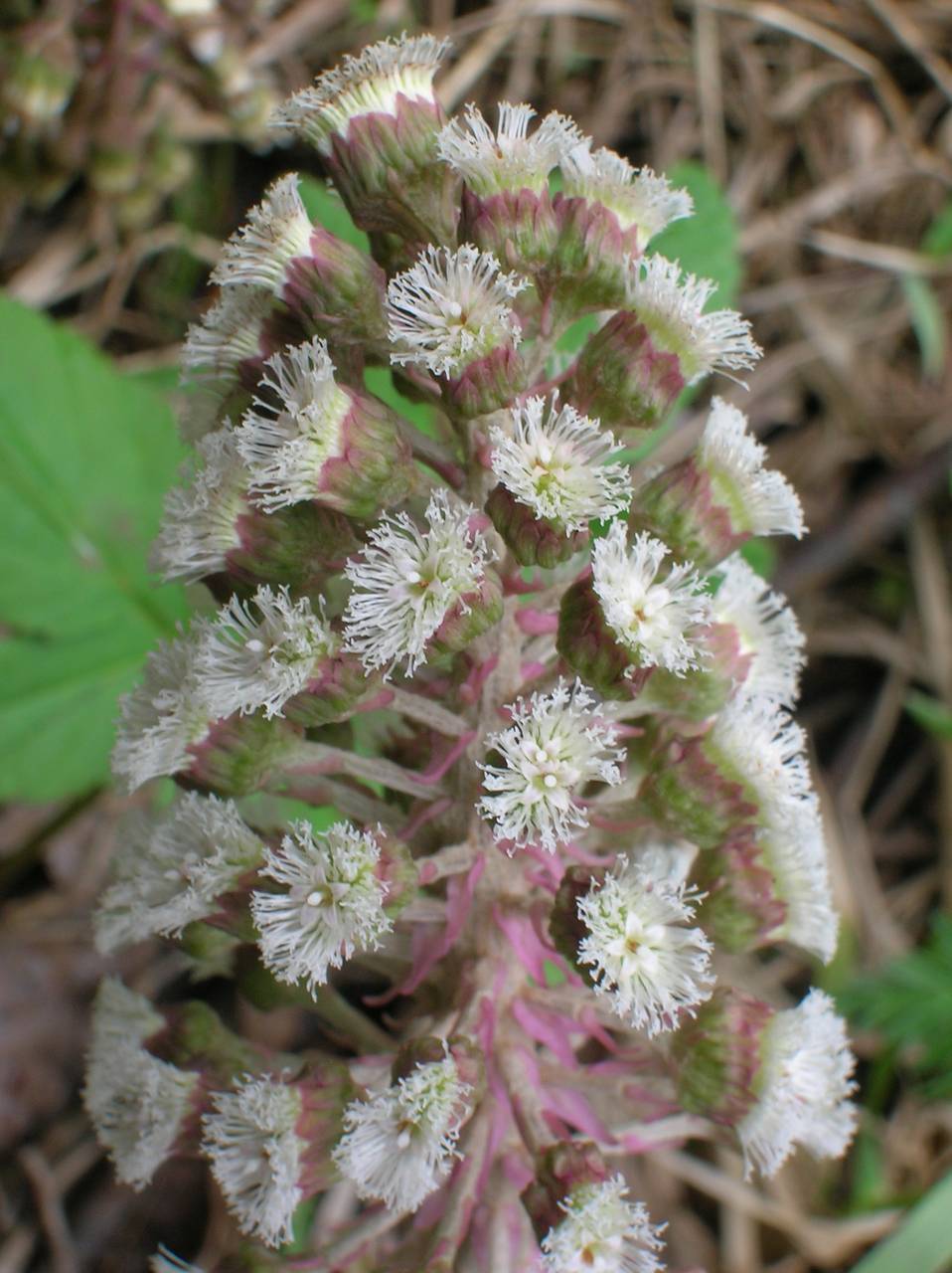 Petasites hybridus (L.) G. Gaertn., B. Mey. & Scherb., Eastern Europe, Central region (E4) (Russia)