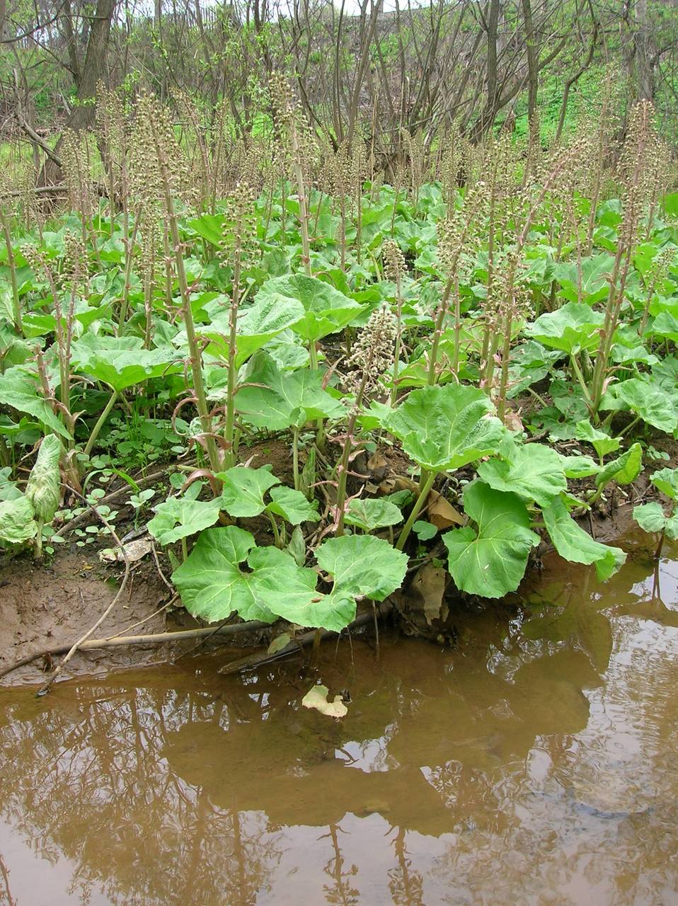 Petasites hybridus (L.) G. Gaertn., B. Mey. & Scherb., Eastern Europe, Central region (E4) (Russia)