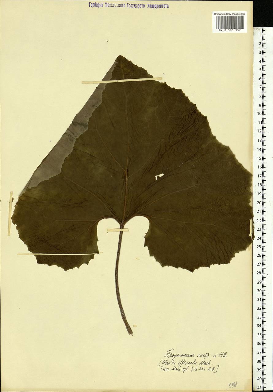 Petasites hybridus (L.) G. Gaertn., B. Mey. & Scherb., Eastern Europe, Moscow region (E4a) (Russia)