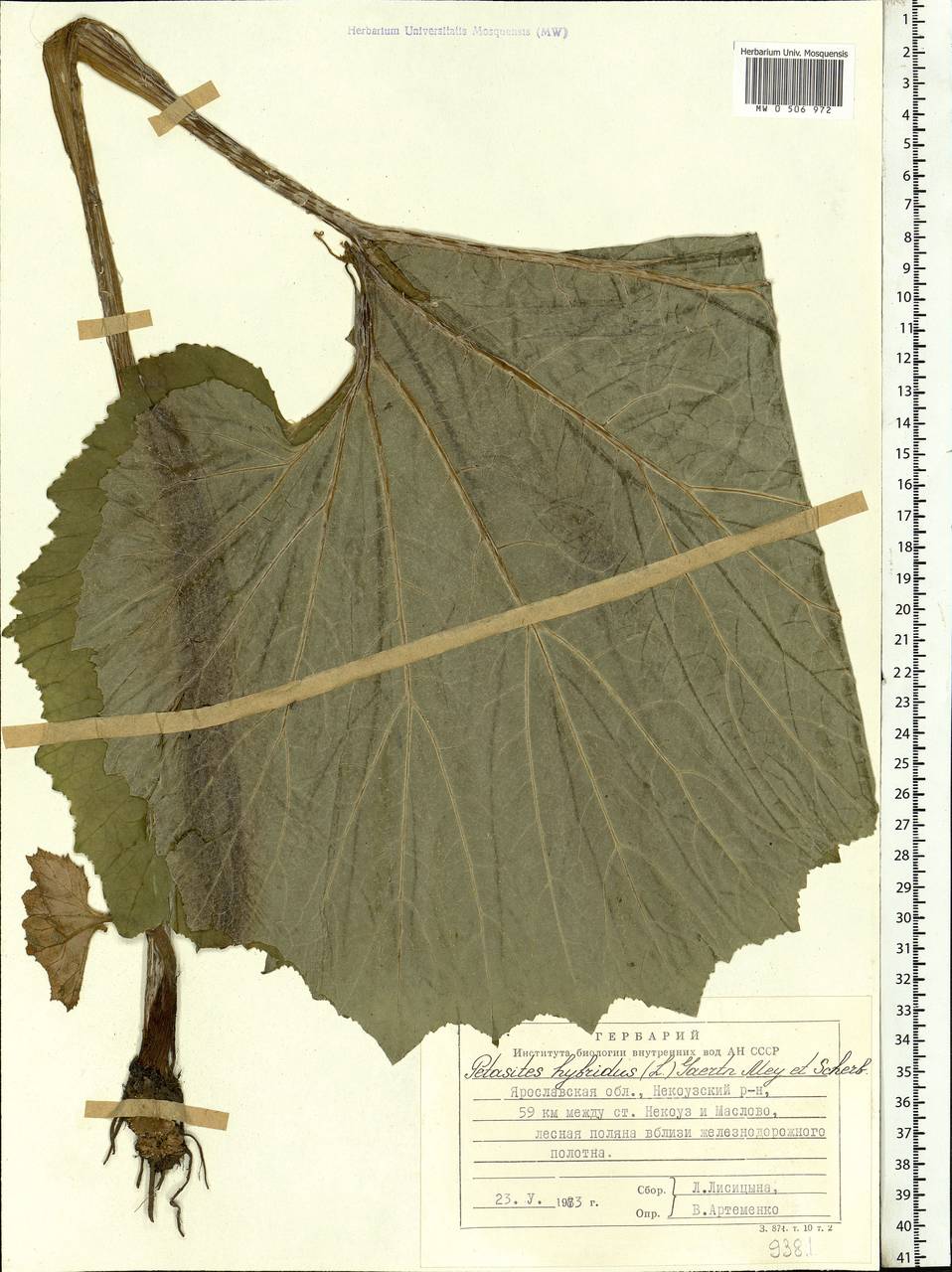 Petasites hybridus (L.) G. Gaertn., B. Mey. & Scherb., Eastern Europe, Central forest region (E5) (Russia)