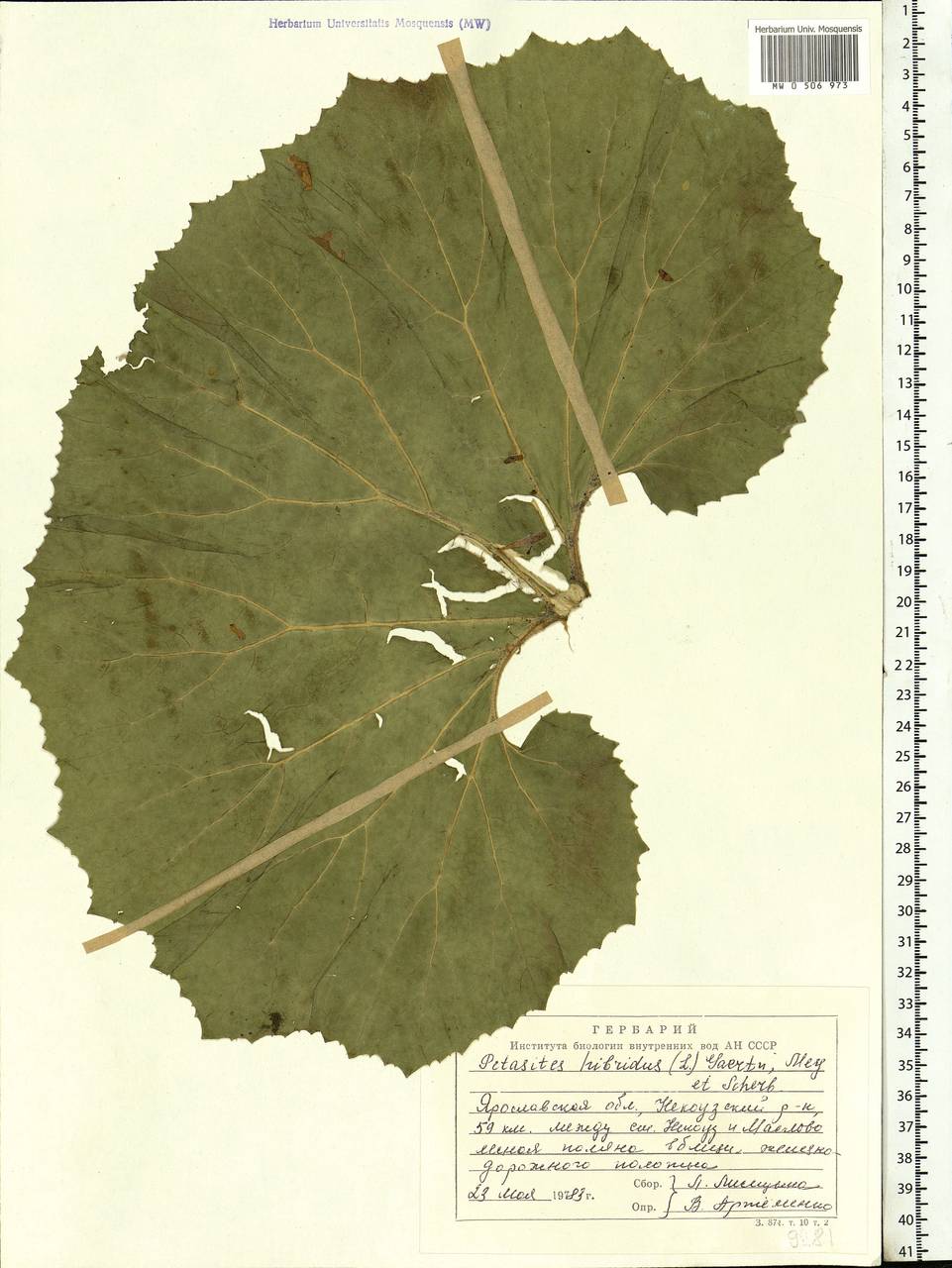 Petasites hybridus (L.) G. Gaertn., B. Mey. & Scherb., Eastern Europe, Central forest region (E5) (Russia)