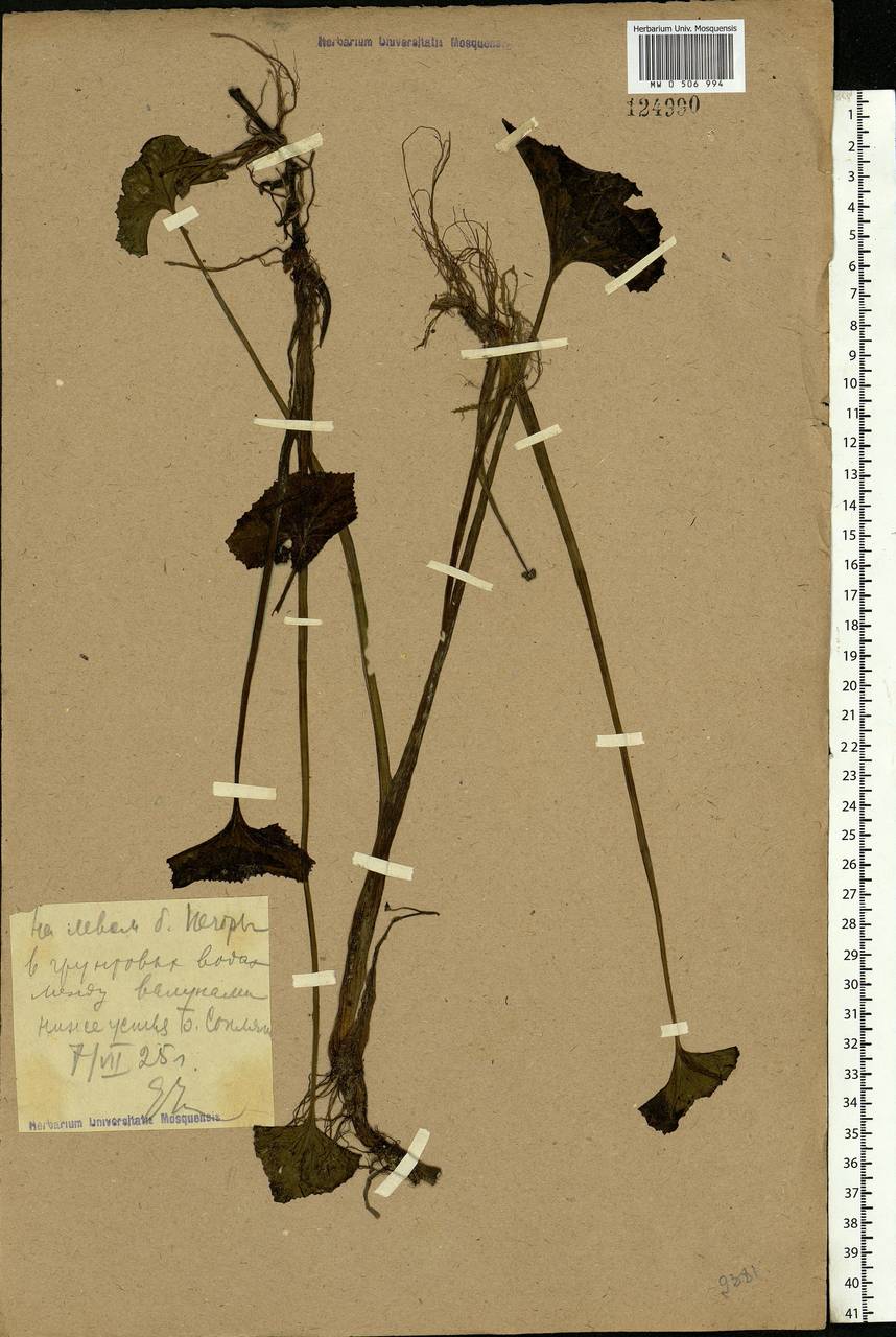 Petasites radiatus (J. F. Gmel.) J. Toman, Eastern Europe, Northern region (E1) (Russia)