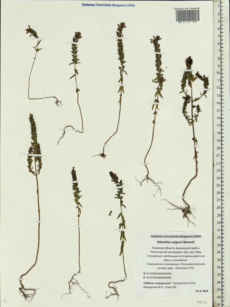 Odontites vulgaris, Eastern Europe, North-Western region (E2) (Russia)