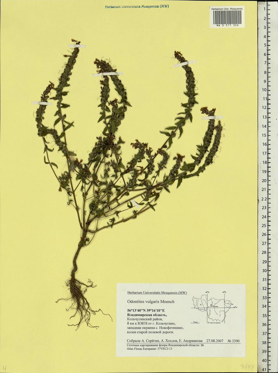 Odontites vulgaris, Eastern Europe, Central region (E4) (Russia)