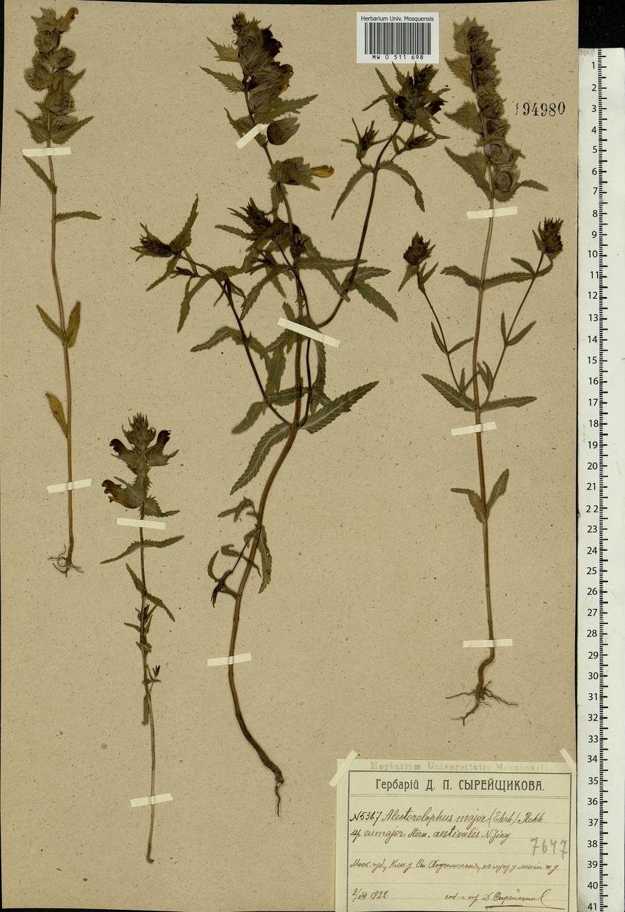 Centaurea pseudomaculosa Dobrocz, Eastern Europe, Moscow region (E4a) (Russia)