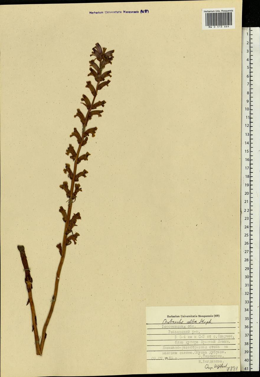 Orobanche alba Steph. ex Willd., Eastern Europe, Central forest-and-steppe region (E6) (Russia)