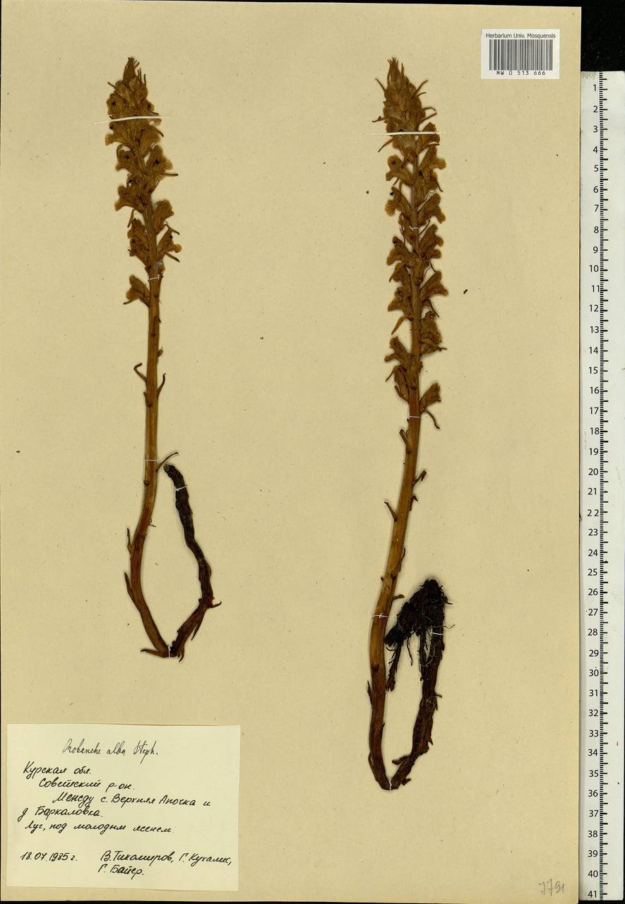 Orobanche alba Steph. ex Willd., Eastern Europe, Central forest-and-steppe region (E6) (Russia)