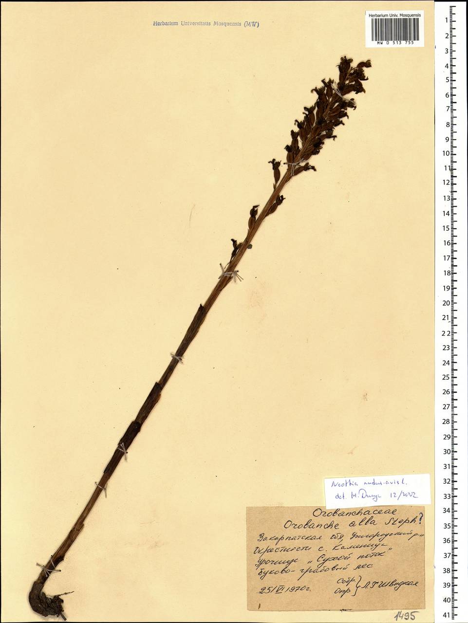 Neottia nidus-avis (L.) Rich., Eastern Europe, West Ukrainian region (E13) (Ukraine)