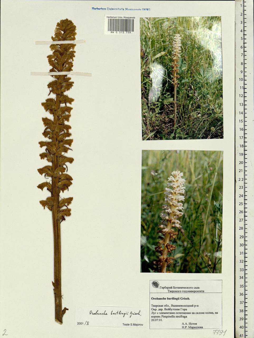 Orobanche alsatica subsp. libanotidis (Ruprecht) Pusch, Eastern Europe, North-Western region (E2) (Russia)