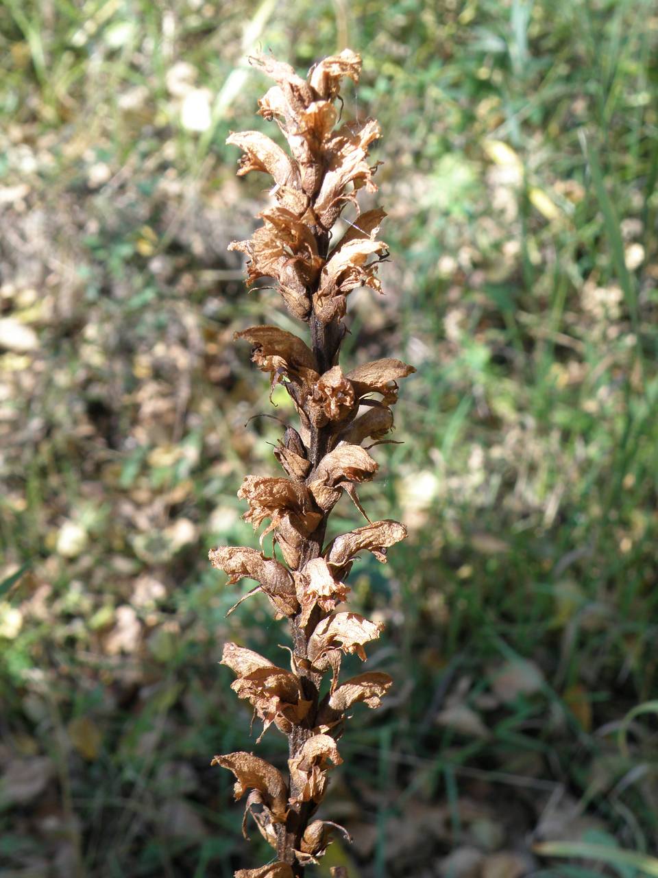 Orobanche alsatica subsp. libanotidis (Ruprecht) Pusch, Eastern Europe, Central region (E4) (Russia)