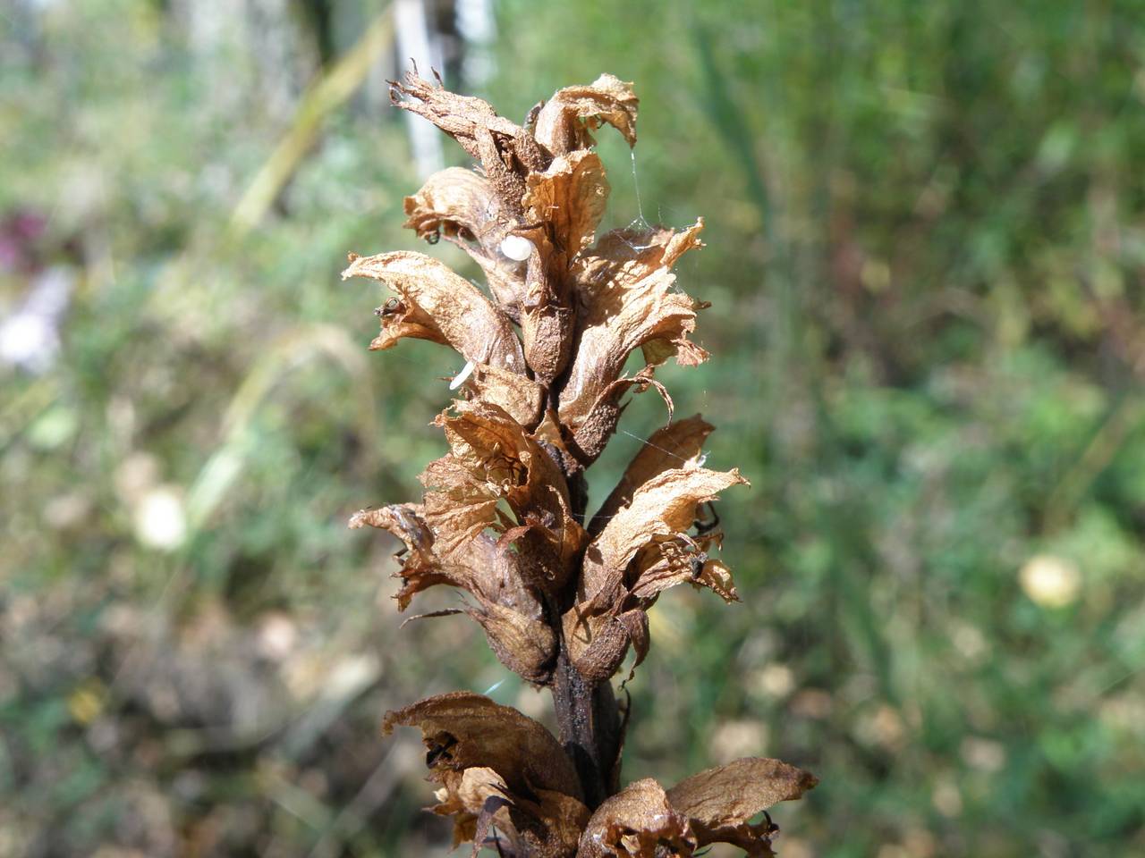 Orobanche alsatica subsp. libanotidis (Ruprecht) Pusch, Eastern Europe, Central region (E4) (Russia)