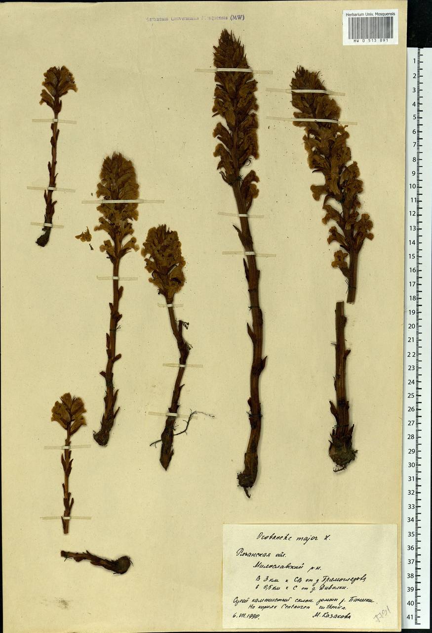 Orobanche elatior, Eastern Europe, Central region (E4) (Russia)